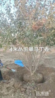 高度400厘米丛生暴马丁香