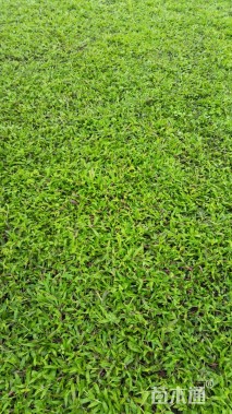 B-中等大叶油草
