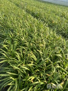 高度15厘米百子莲