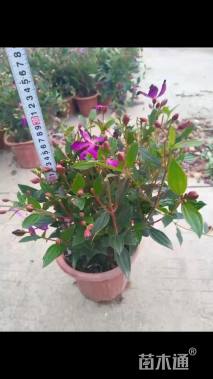 高度20厘米巴西野牡丹