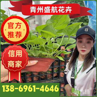 高度20厘米松果菊