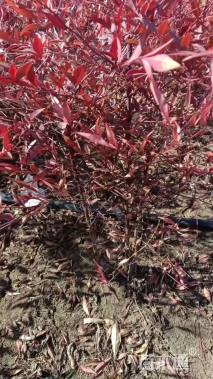 高度50厘米红天竹