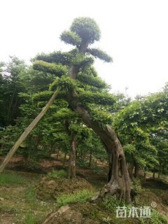 造型榔榆