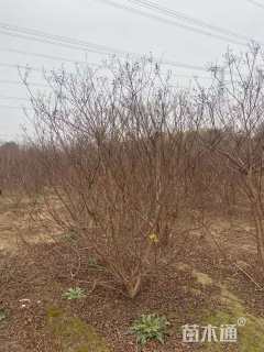 高度150厘米丛生紫薇