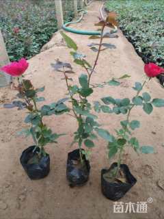 高度30厘米红帽月季