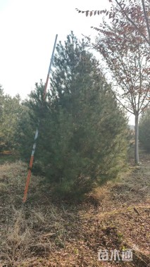 高度500厘米白皮松3-8米