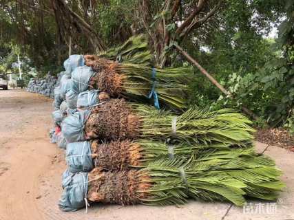 裸干高60厘米铁树