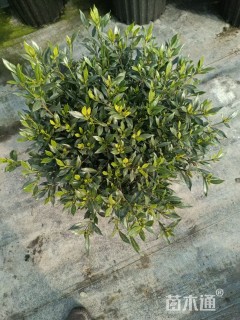 高度30厘米栀子花