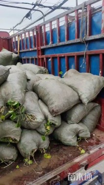 高度30厘米铜钱草