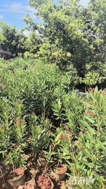 高度100厘米夹竹桃