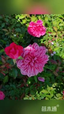 高度35厘米月季