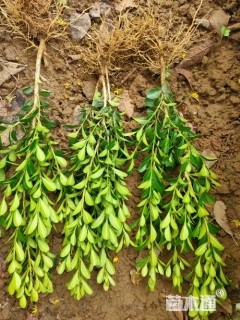 高度35厘米大叶黄杨