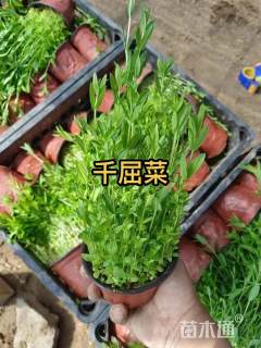 高度30厘米千屈菜