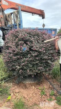 冠幅1.5厘米红花继木球