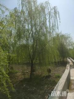 40公分柳树