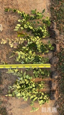 高度30厘米金森女贞小苗