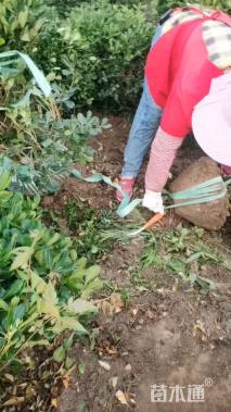 冠幅80厘米海桐球