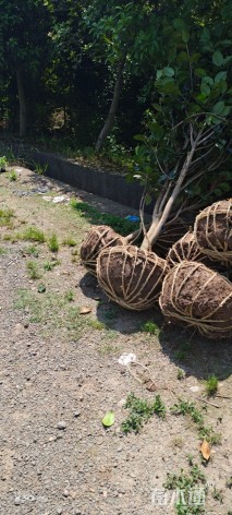 高度180厘米茶花