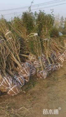 高度180厘米木槿