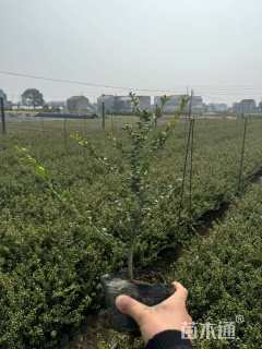 高度35厘米龟甲冬青