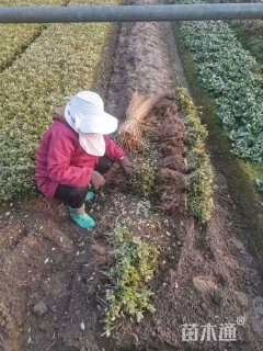 高度10厘米金边黄杨