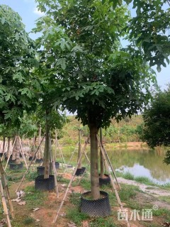 20公分澳洲火焰木