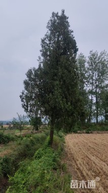 高度500厘米侧柏