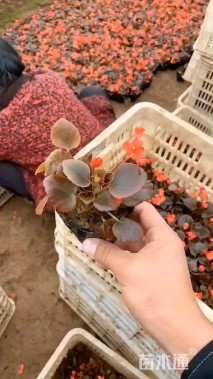 高度10厘米四季海棠