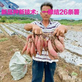 番薯
