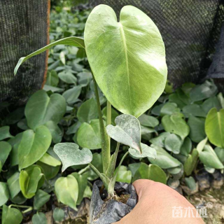 高度20厘米海桐小苗