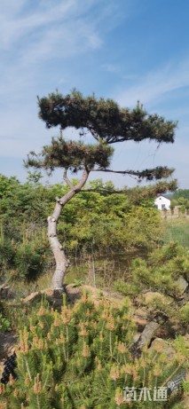 造型黑松