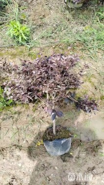 高度60厘米红花继木