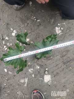 高度20厘米春羽