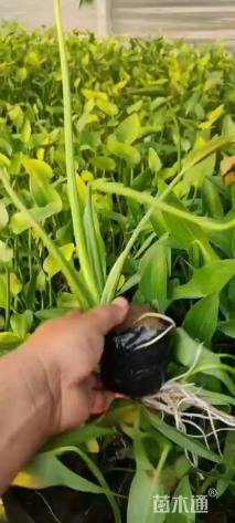 高度20厘米慈姑