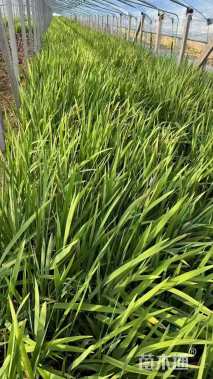 高度20厘米西伯利亚鸢尾