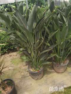 高度50厘米鹤望兰