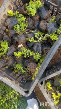 高度10厘米金叶过路黄