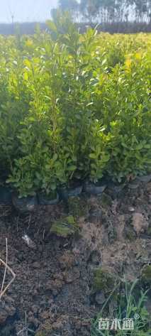 高度25厘米小叶黄杨