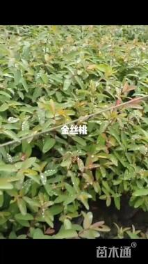 高度25厘米金丝桃