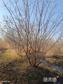 高度400厘米丛生茶条槭