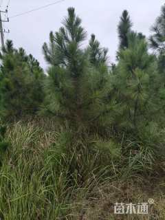 高度400厘米马尾松