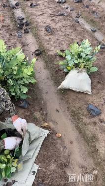 高度35厘米阔叶十大功劳