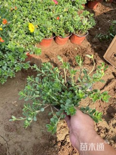 高度5厘米太阳花