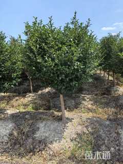 高度180厘米茶梅