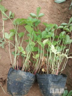 高度20厘米蛇莓