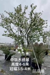 高度80厘米木绣球