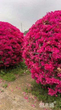 冠幅200厘米红花勒杜鹃球