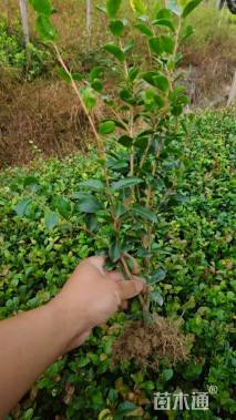 高度20厘米茶梅