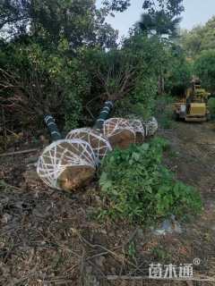 13公分红叶石楠