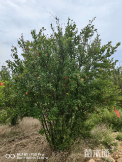 高度350厘米花石榴